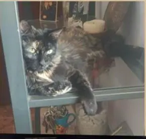 gata lost    Séville Luci