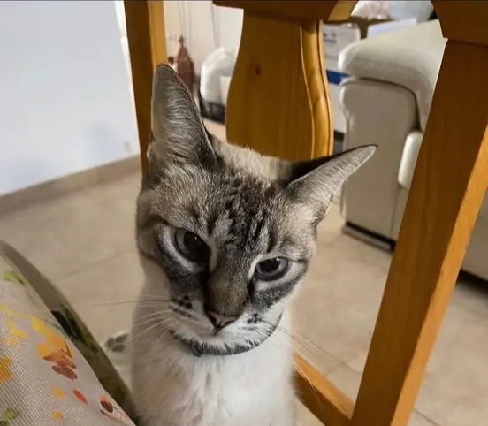 gata lost    Séville Malva