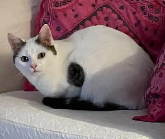 gata lost    Séville Miny