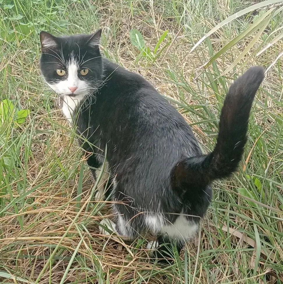 gata lost    Séville Rubis