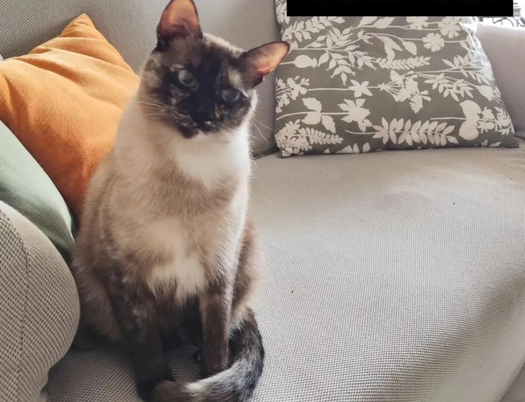 gata lost    Séville Sofi