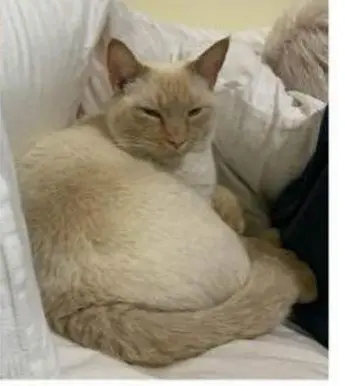 gata lost    Séville Tao