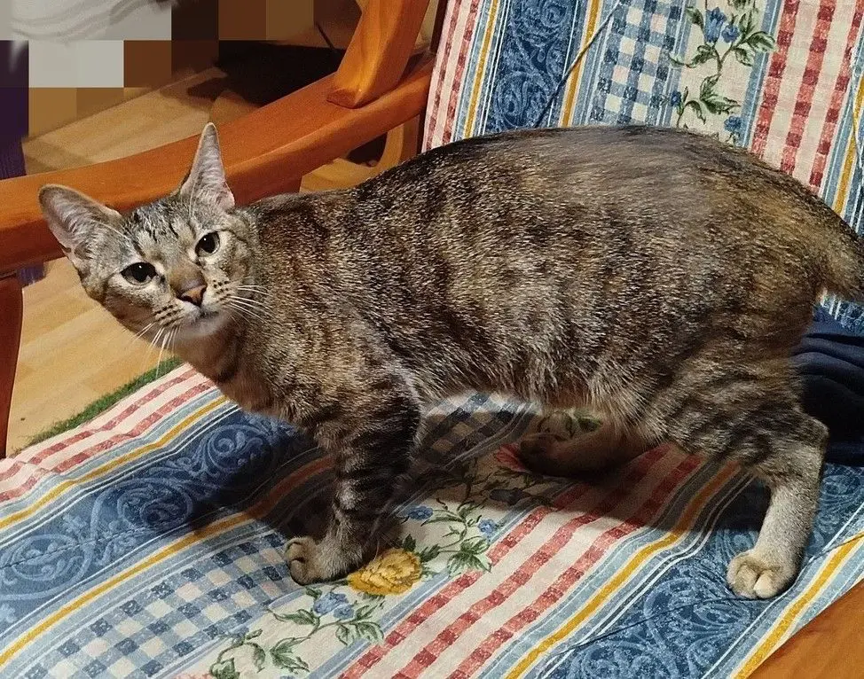gata lost    Caballar Keili
