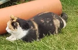 gata lost   20180 Oiartzun Arcoiris