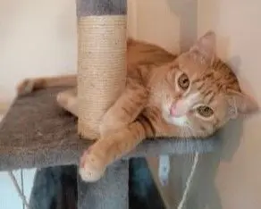 gata lost    Irún Kala