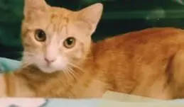 gata lost    Irun Kala