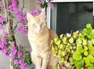 gata lost    Vergara Kira