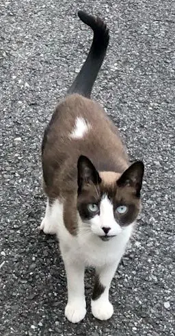 gata lost   20180 Oiartzun Lulu