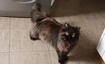 gata lost    Irún Minie