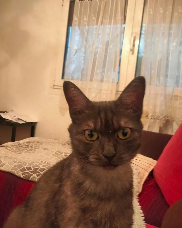 gata lost    Irun Negrita