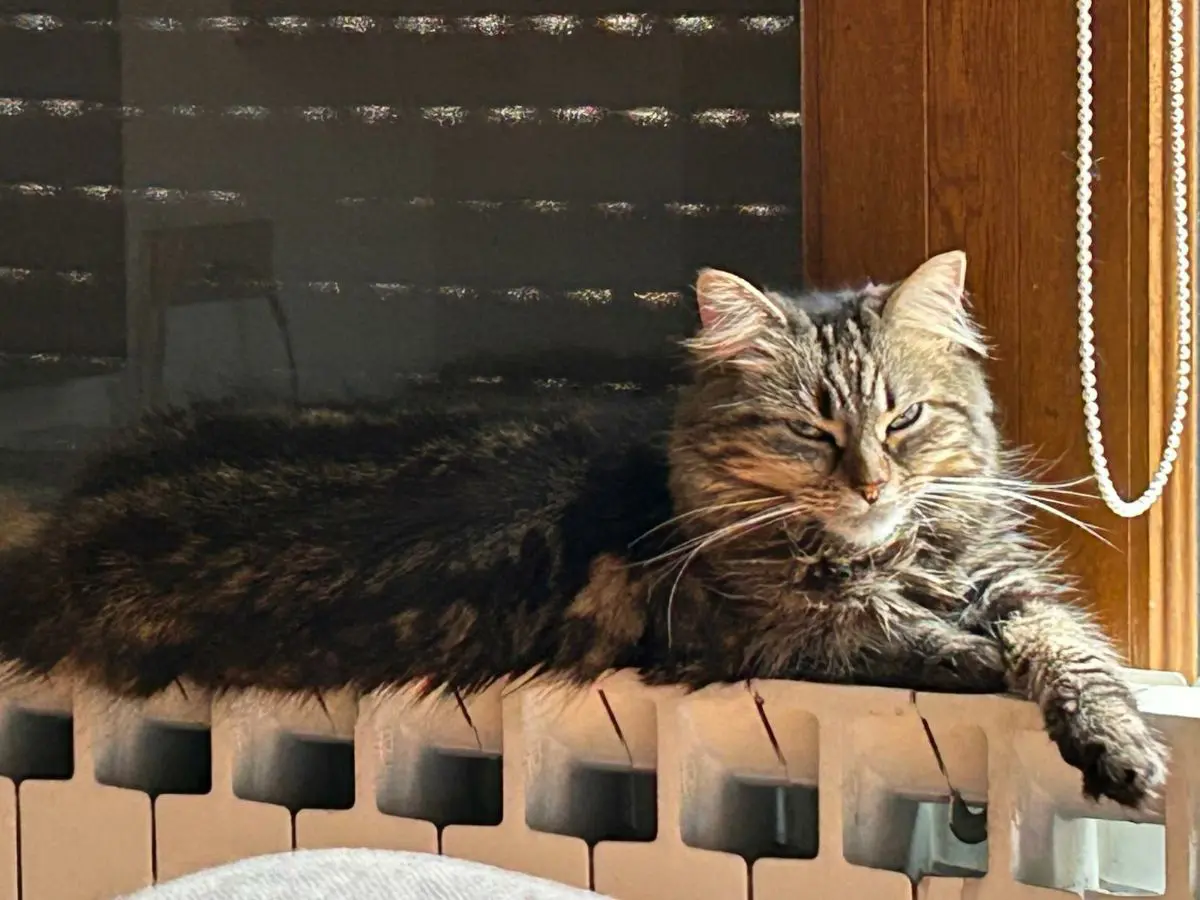 gata lost   20180 Oiartzun Sofi