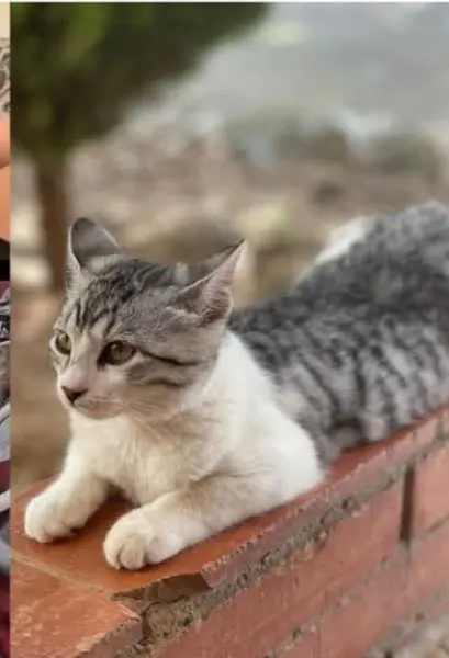 gata lost    Calafell Elsker