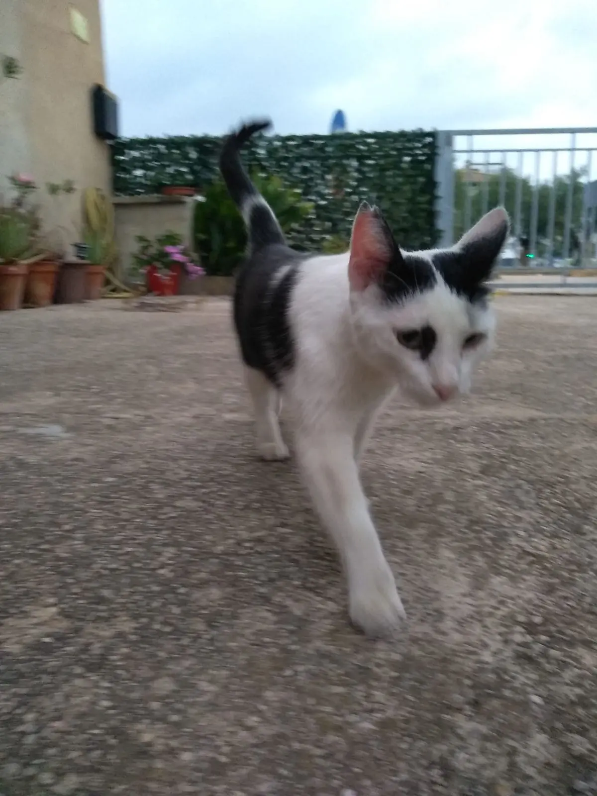 gata lost    Tortosa Kalia