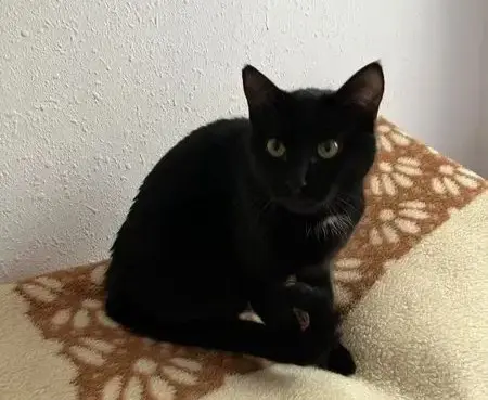 gata lost    Reus Negrita