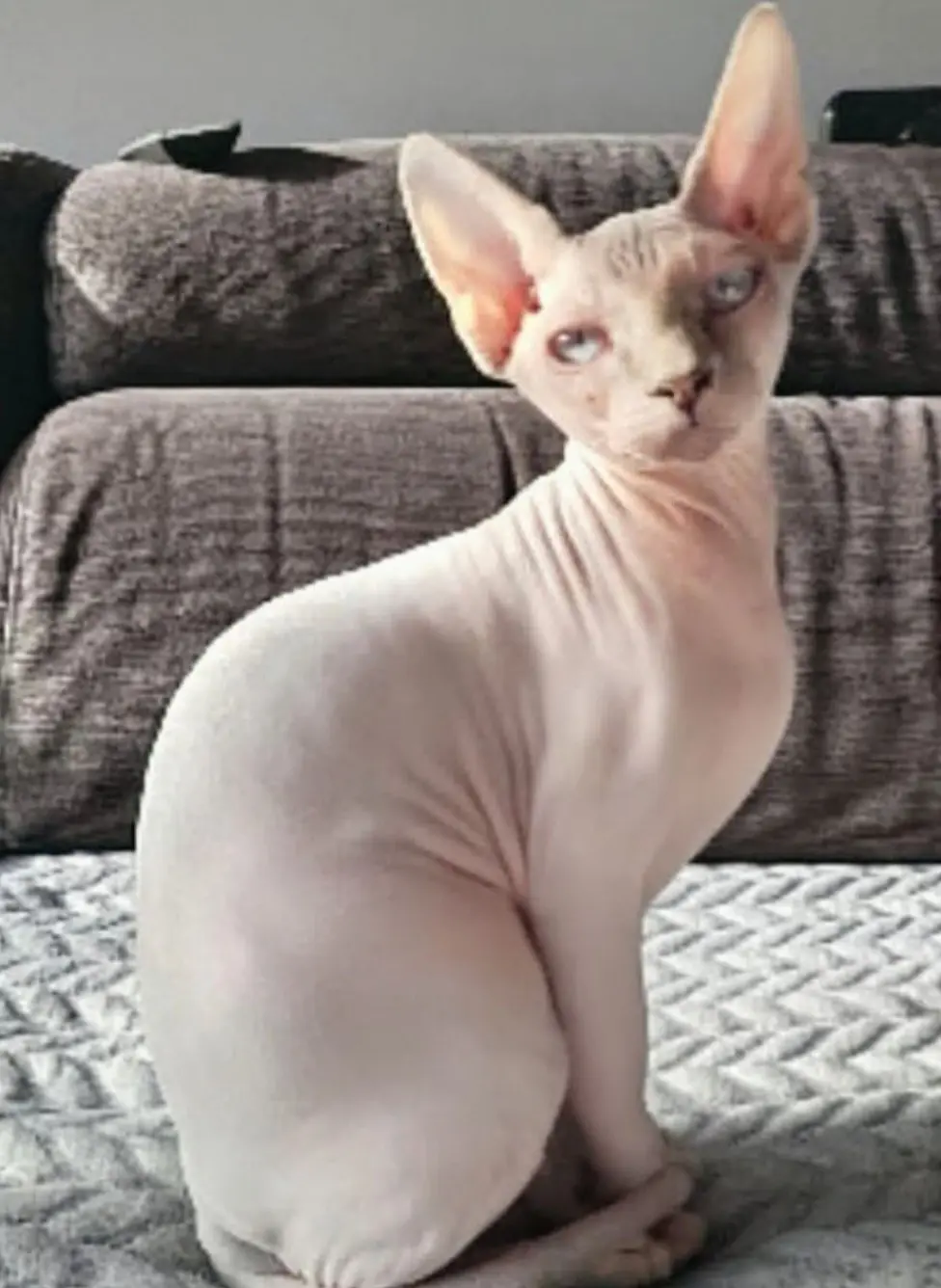 gata lost    Tarragone Sansa