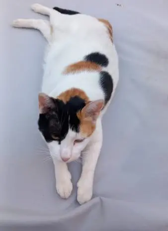 gata lost   45210 Yuncos Canela