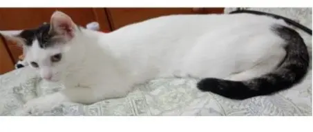 gata lost   45280 Olías del Rey Estrella