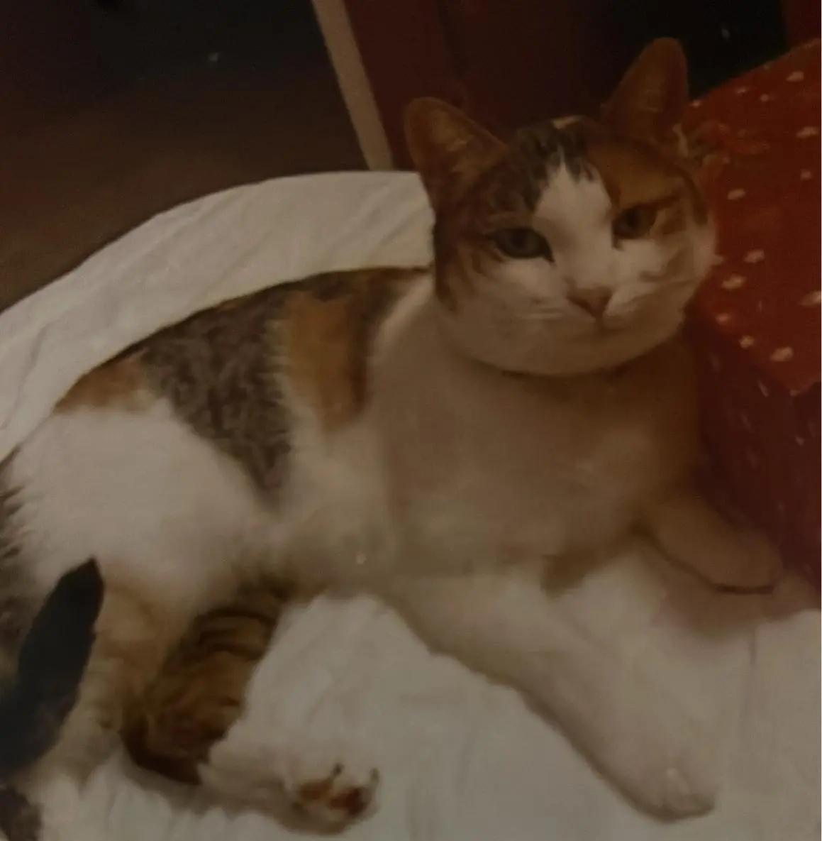 gata lost   45125 Pulgar Gatita