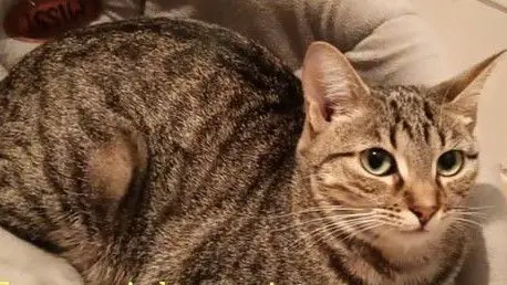 gata lost   45222 Borox Lila