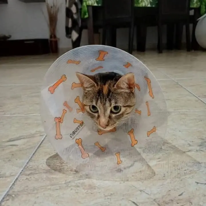 gata lost    Huecas Lili