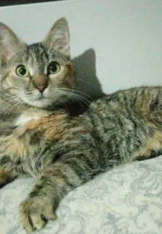 gata lost   45800 Quintanar de la Orden Mia