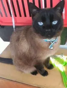 gata lost   45910 Escalona Misi