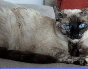 gata lost   45593 Bargas Nina