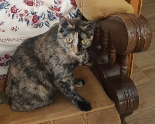 gata lost   45500 Torrijos Princesa