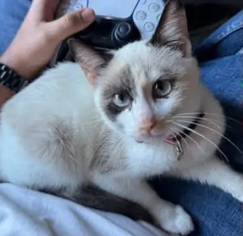 gata lost   45500 Torrijos Selina
