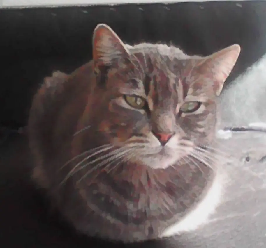 gata lost    Tolède Gata