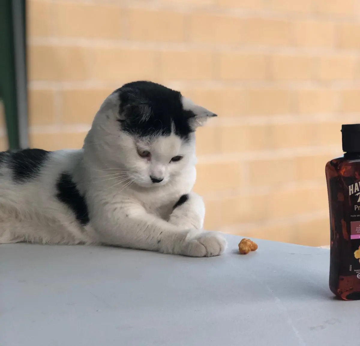 gata lost    Tolède Niña