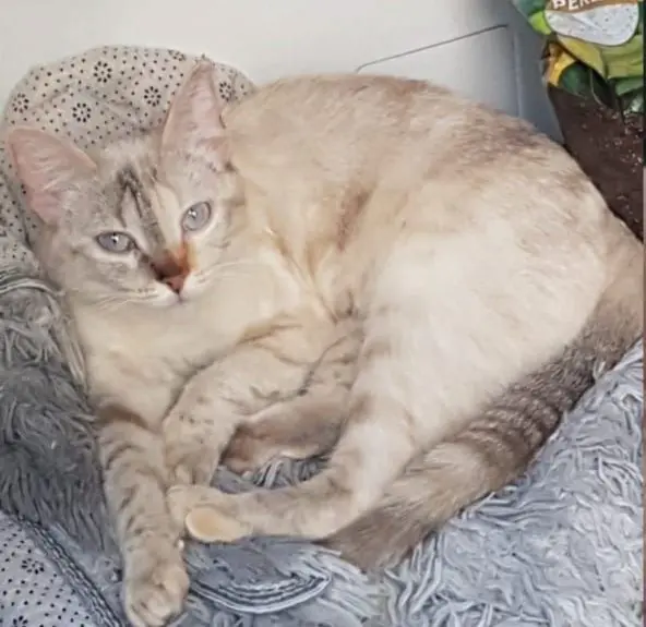 gata lost    Tolède Perla