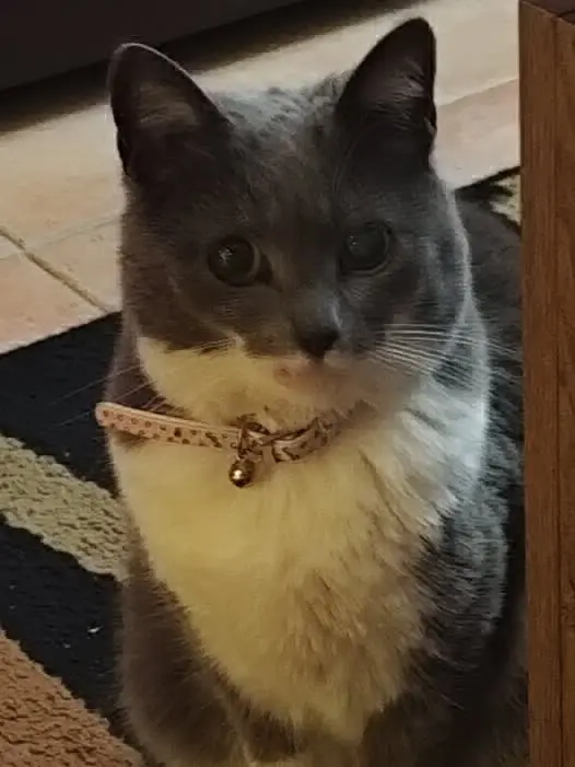 gata lost    Tolède Princesa