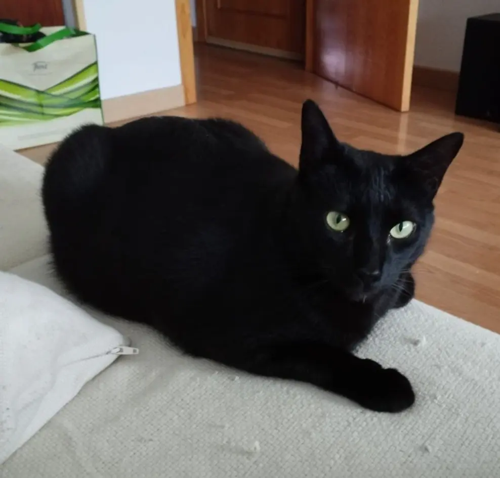 gata lost    Tolède Tokio