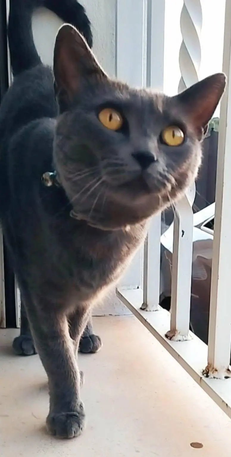gata lost    Valence Chanel