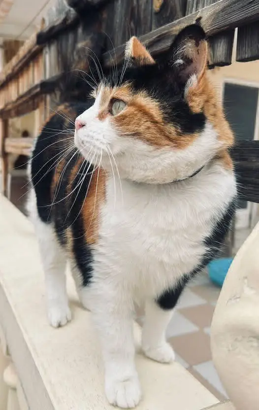 gata lost    Valence Chatte