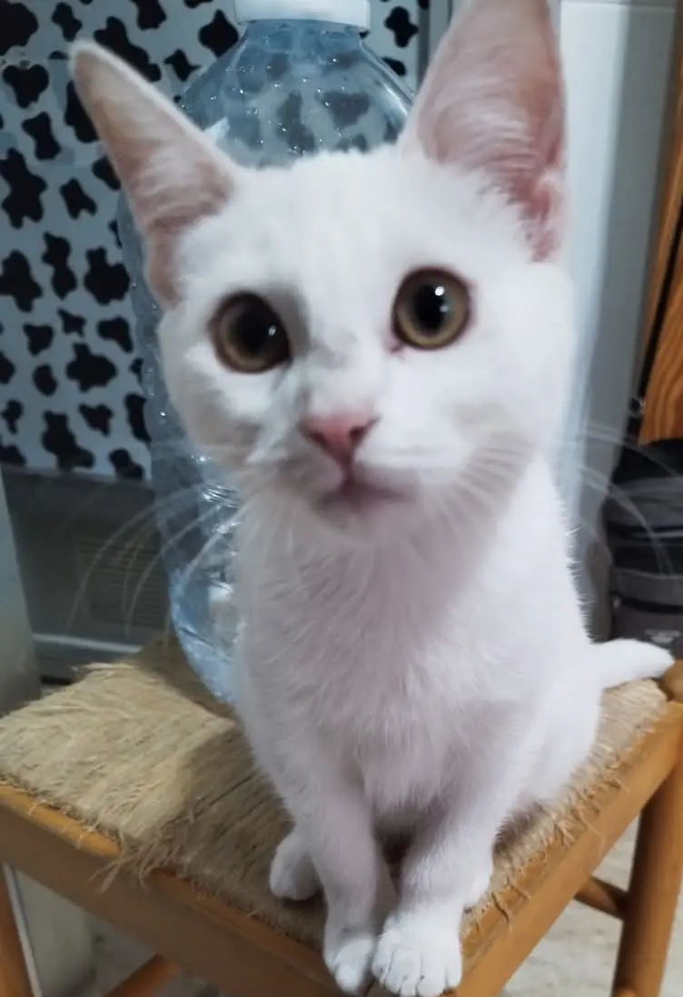 gata lost    Valence Ghost