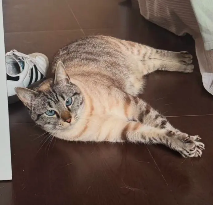 gata lost    Valence Gucci
