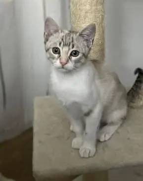 gata lost    Valence Kiara