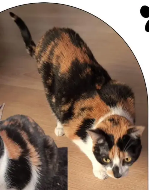 gata lost    Valence Matilda
