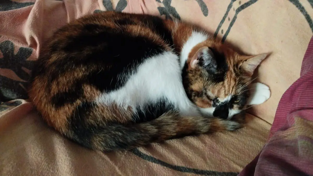 gata lost    Valence No sé