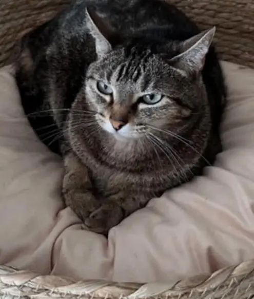 gata lost   46138 Rafelbunyol Tendra