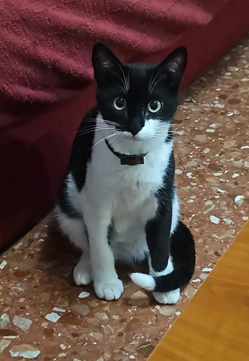 gata lost   46920 Mislata Valen