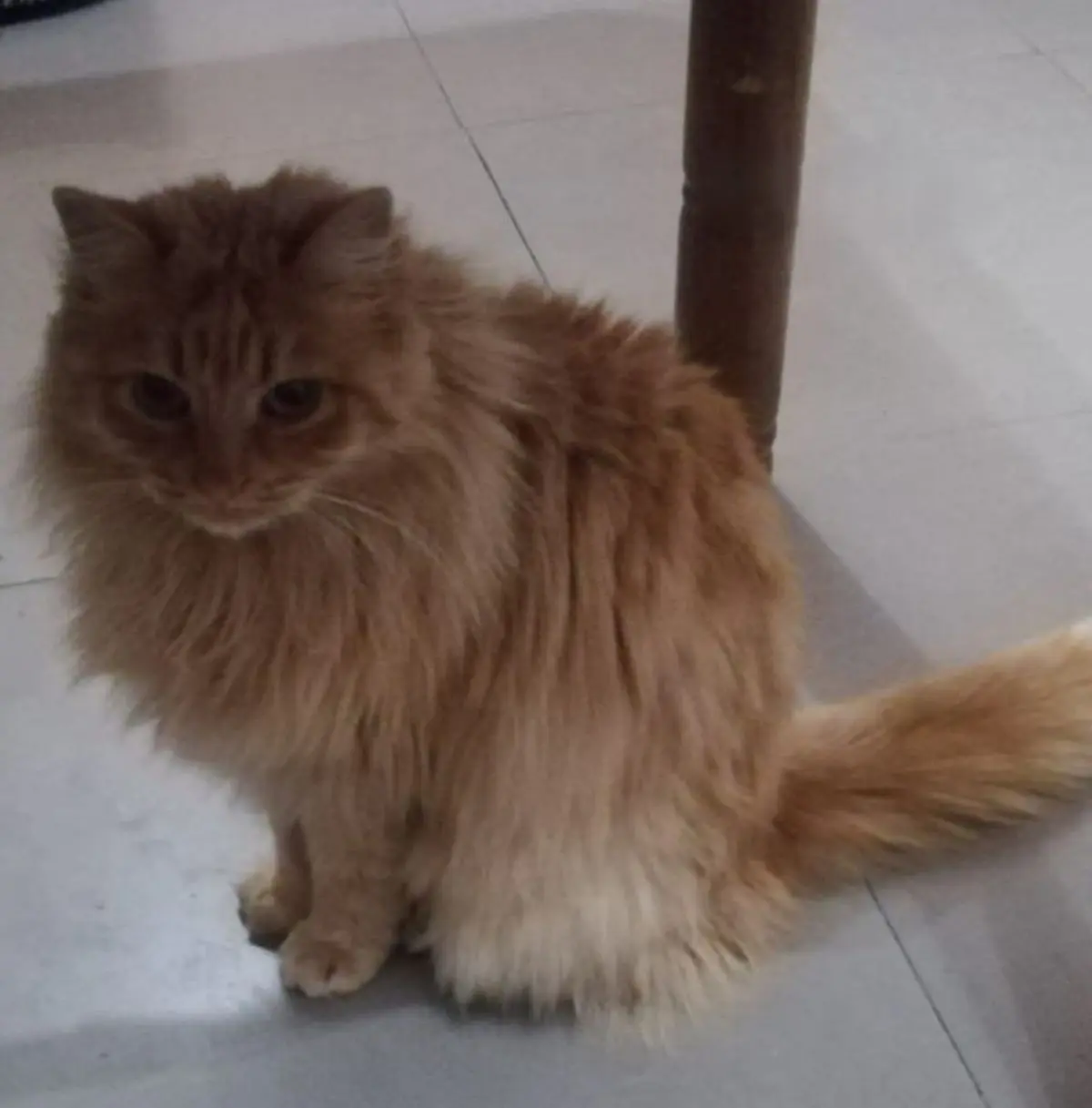 gata lost   47240 Valdestillas Ganya