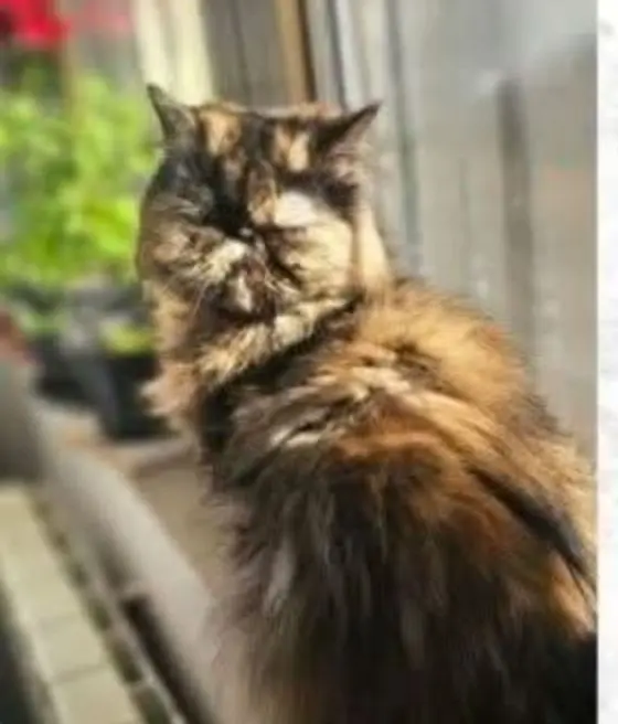 gata lost    Siete Iglesias de Trabancos Gata