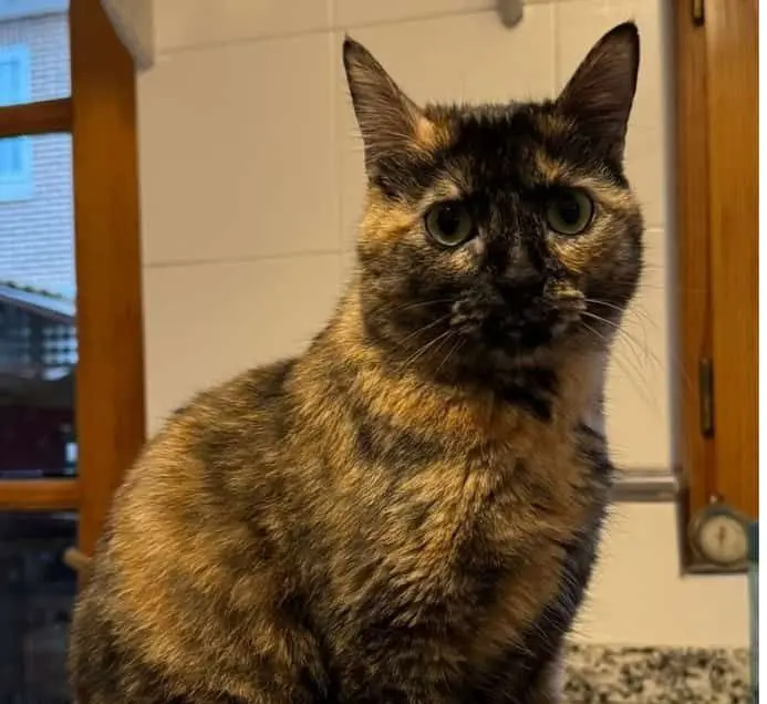 gata lost    Valladolid Luna