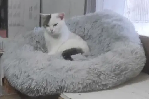 gata lost    Mainar Gatita