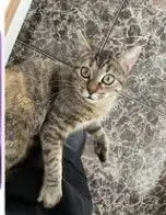 gata lost    Cadrete Katniss