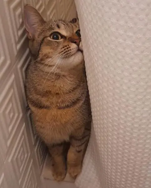 gata lost    Utebo Lux