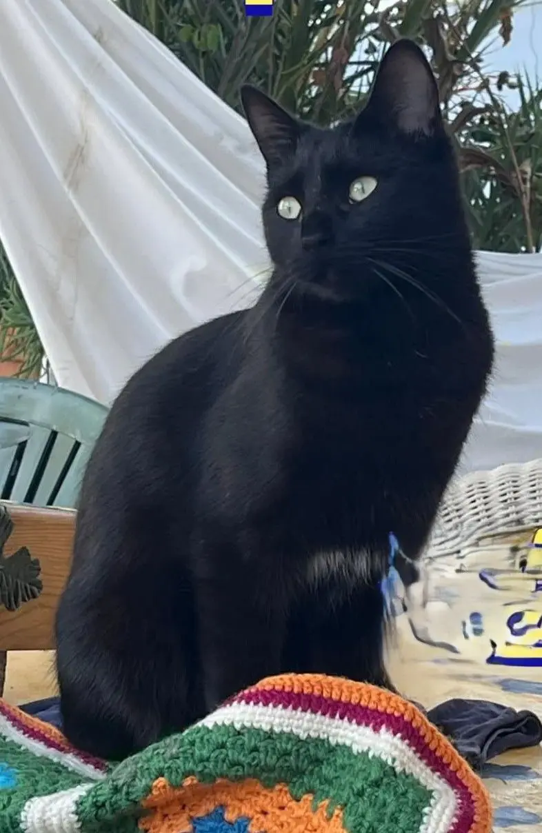 gata lost    Saragosse Audi
